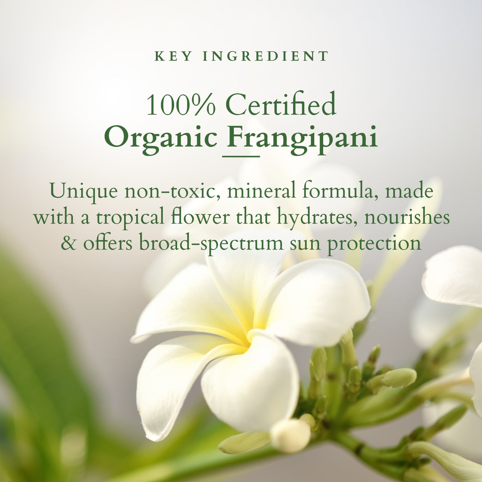 Lotus Organics+ Hydrating Gel Mineral Sunscreen SPF 30 PA+++