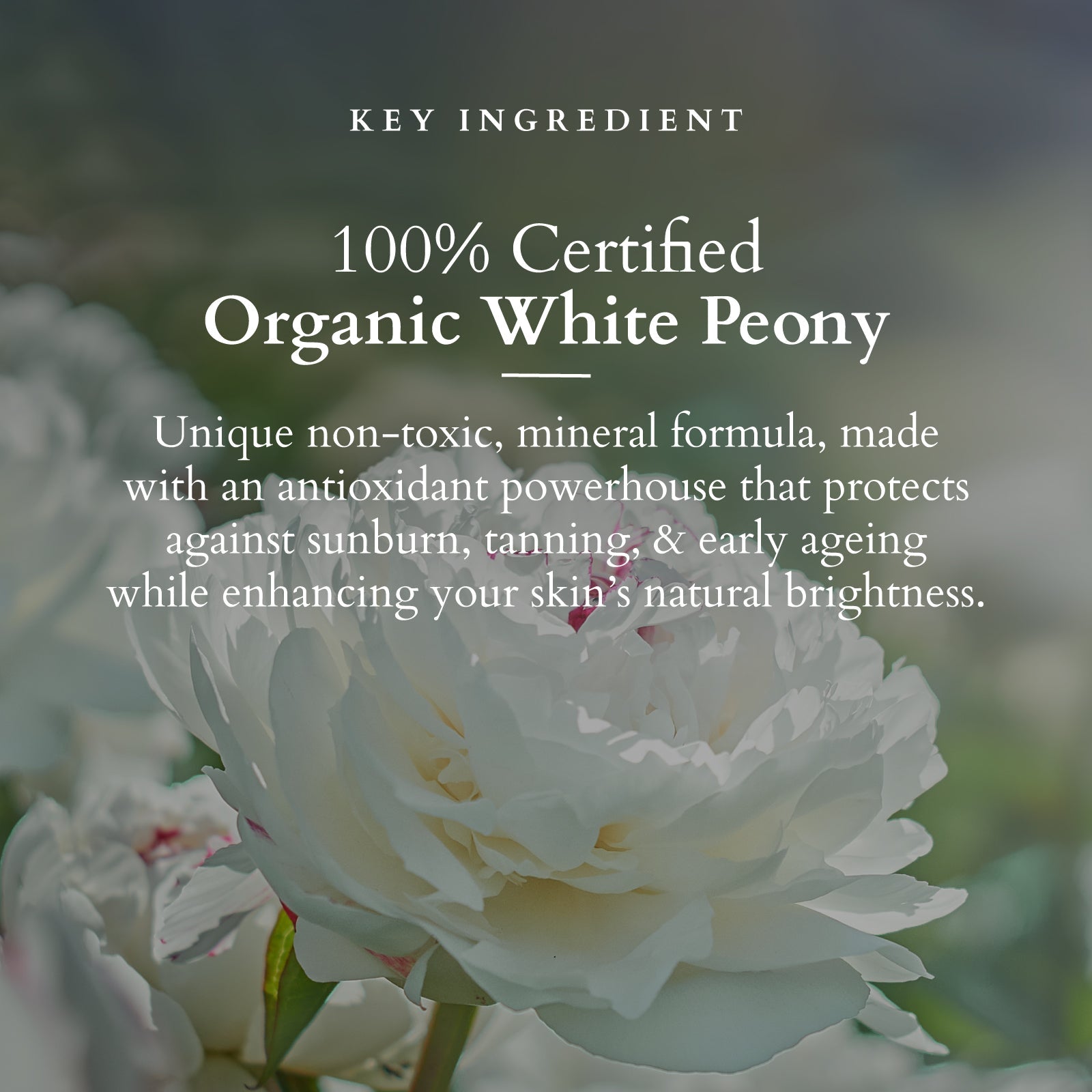 Lotus Organics+ Sheer Brightening Mineral Sunscreen SPF 50 PA+++