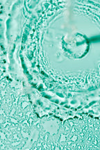 Colorbar Stay The Day Finishing Mist, 100mL