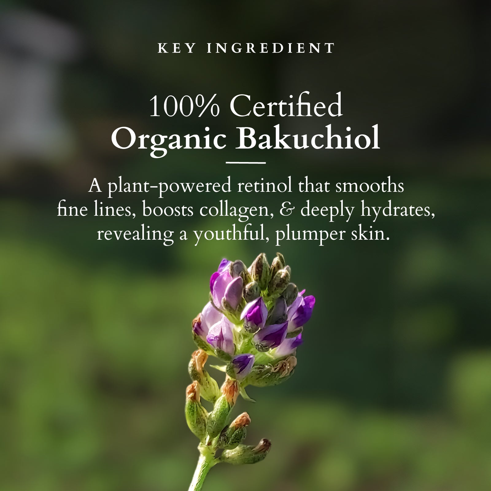 Lotus Bakuchiol Plant Retinol Miracle Face Oil