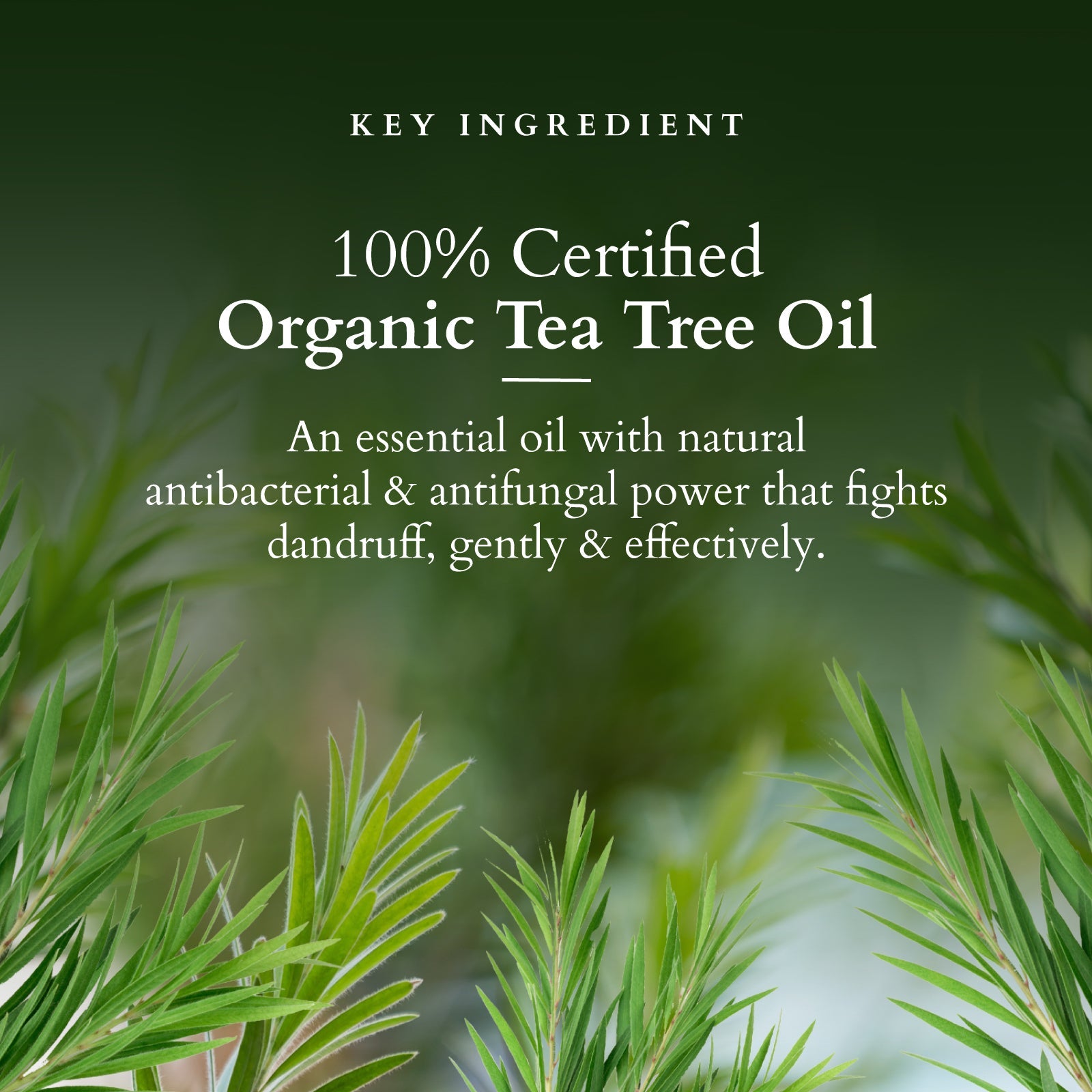 Lotus Organics+ Chemical-Free Anti-Dandruff Shampoo