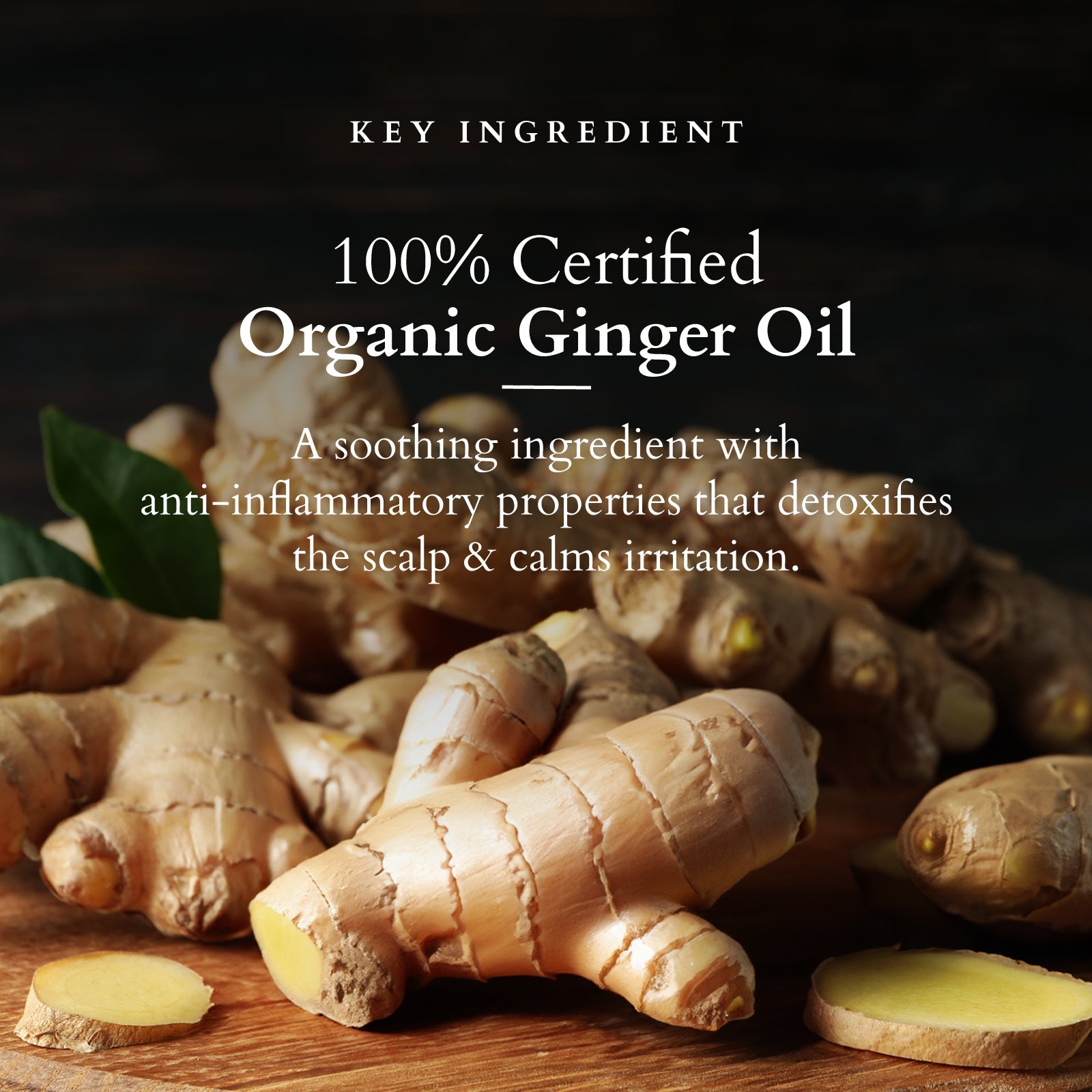 Lotus Organics+ Intensive Scalp Revitalizing Tonic