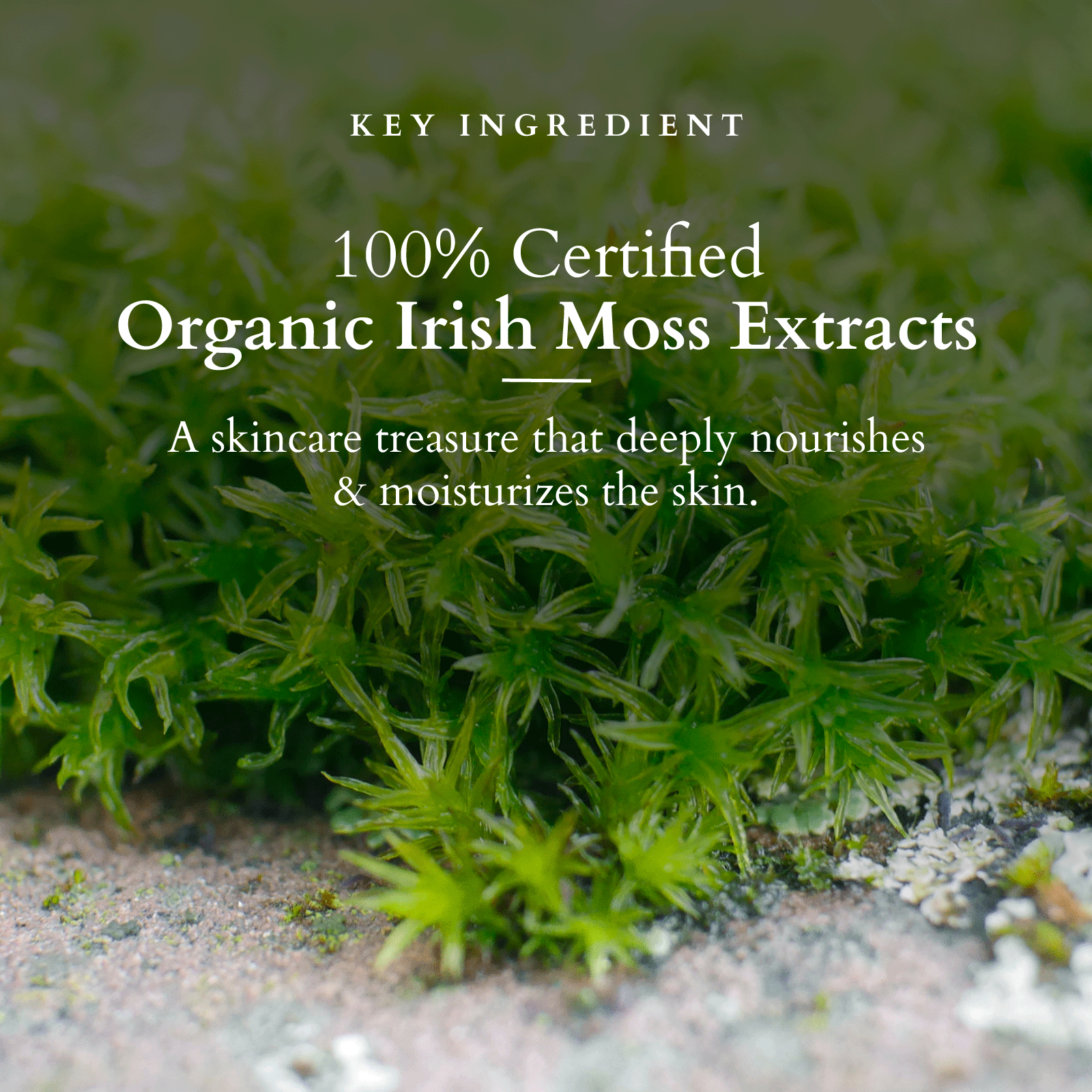 Lotus Divine Nourish Face Wash